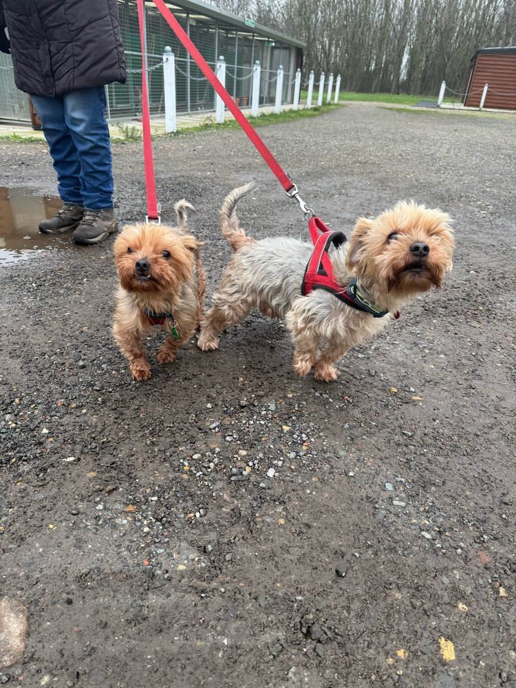 Charlie&Oscar, a 12 years old unknown Unknown available for adoption from SARA in Redcar, North Yorkshire