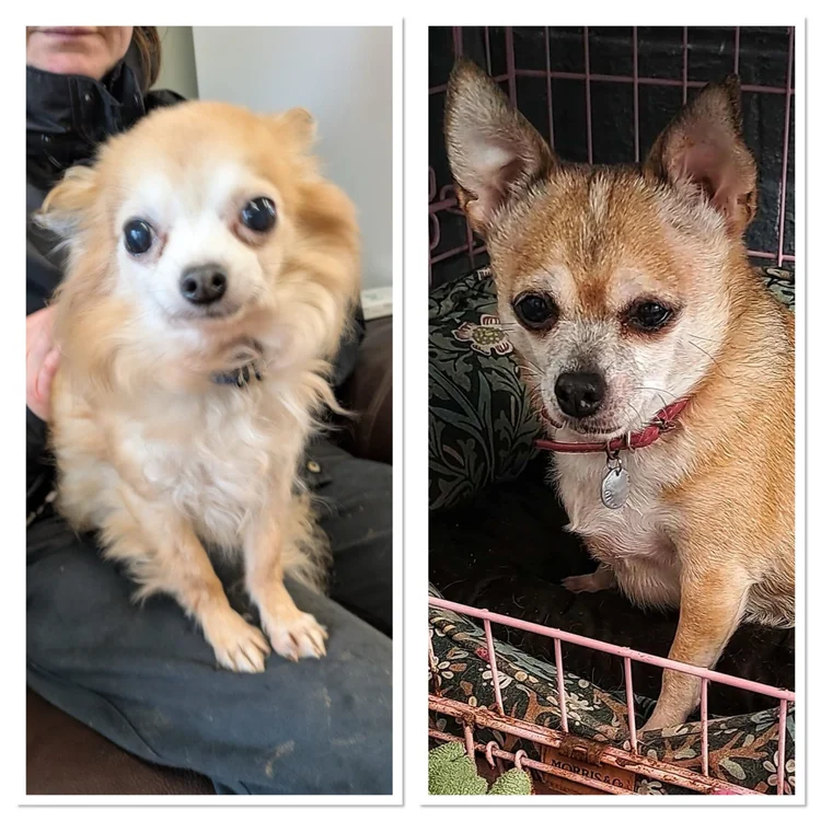 Theo&Marnie, a 5 years old unknown Chihuahua available for adoption from SARA in Redcar, North Yorkshire