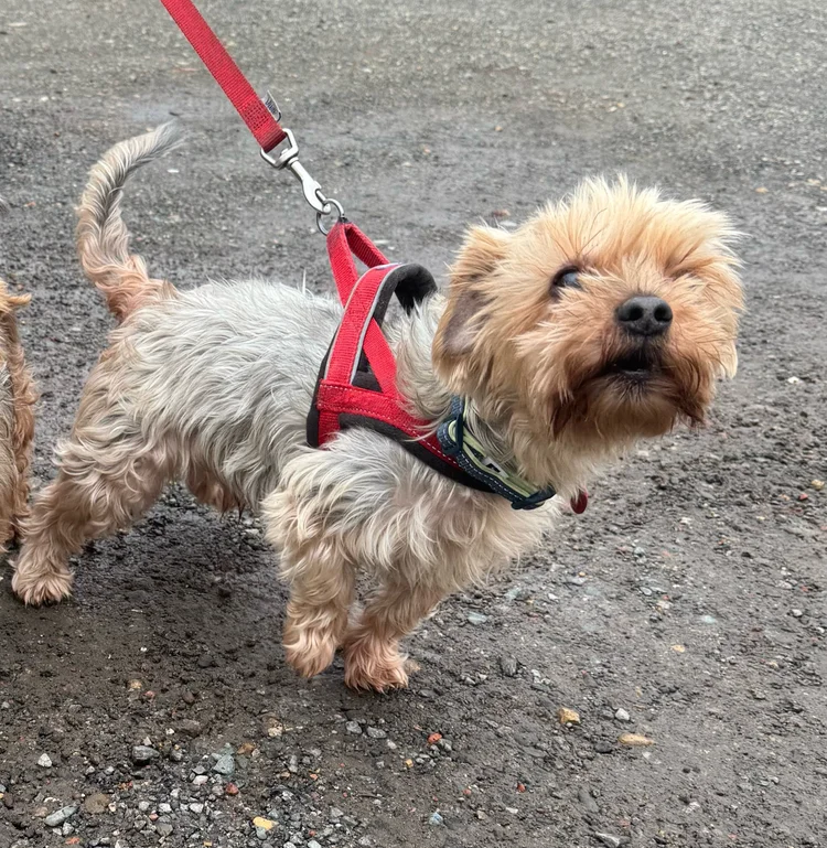 Charlie, a 12 years old male Yorkshire Terrier available for adoption from SARA in Redcar, North Yorkshire