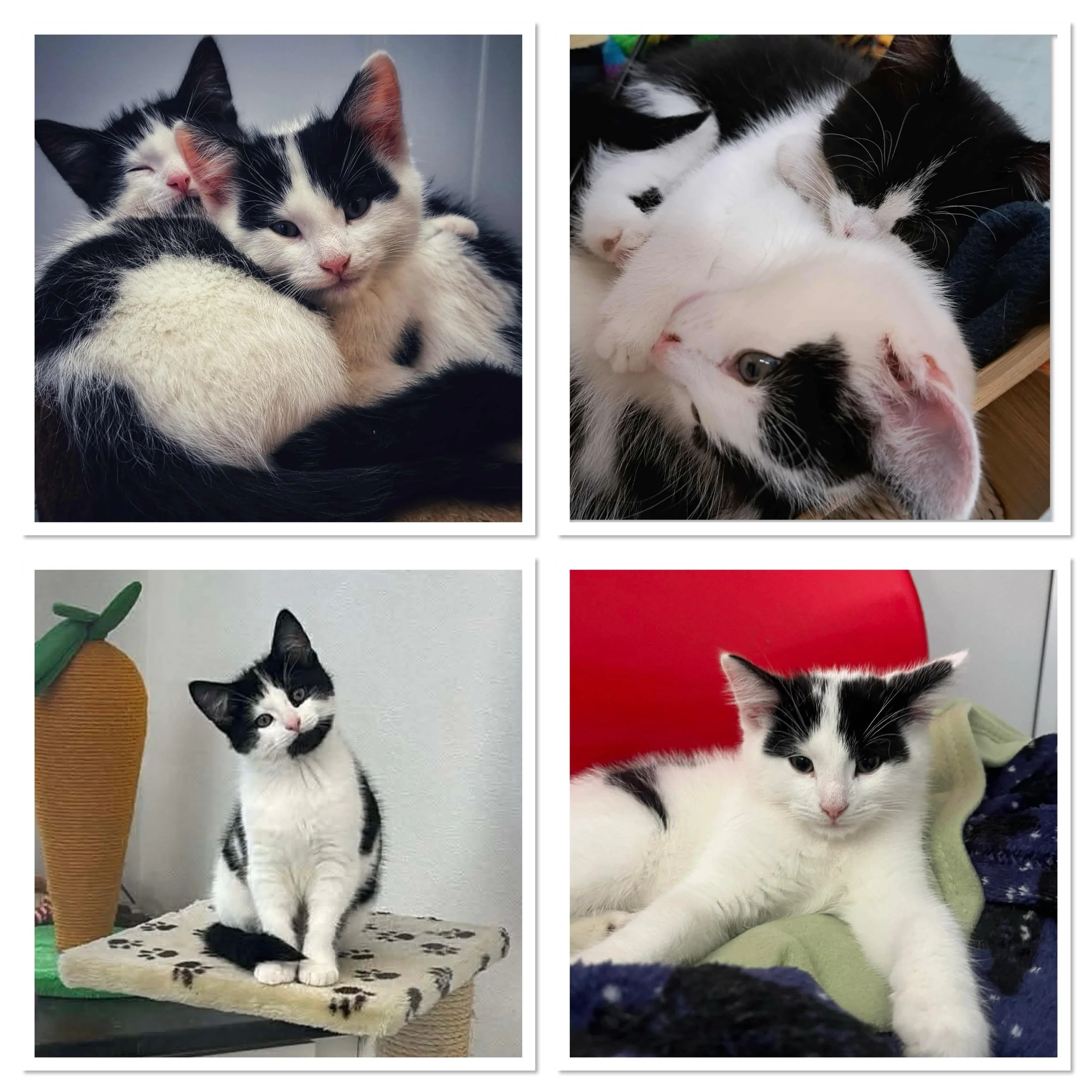 L’stat & Louis - Reserved