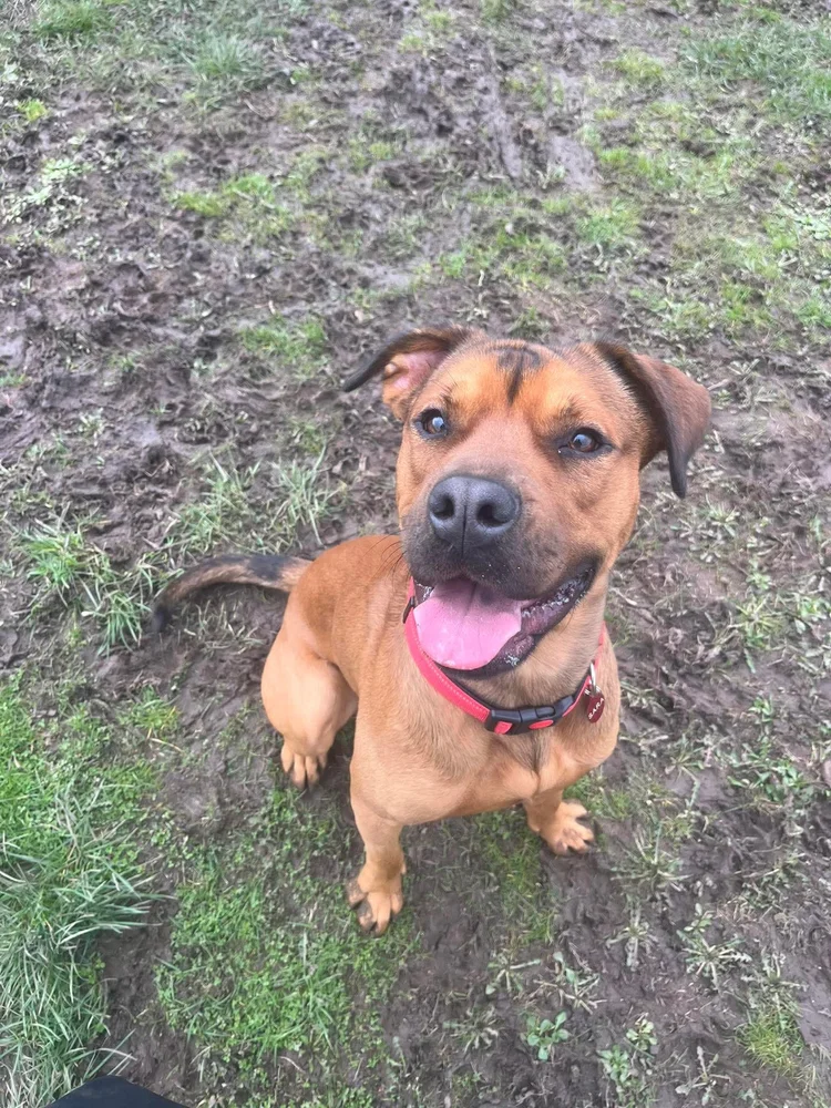 Red, a 12 years old male Rottweiler available for adoption from SARA in North Yorkshire