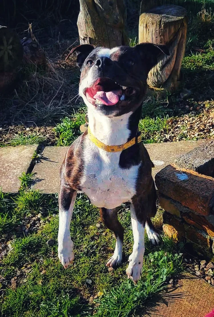 Amber, a 12 years old female Staffordshire Bull Terrier available for adoption from SARA in North Yorkshire