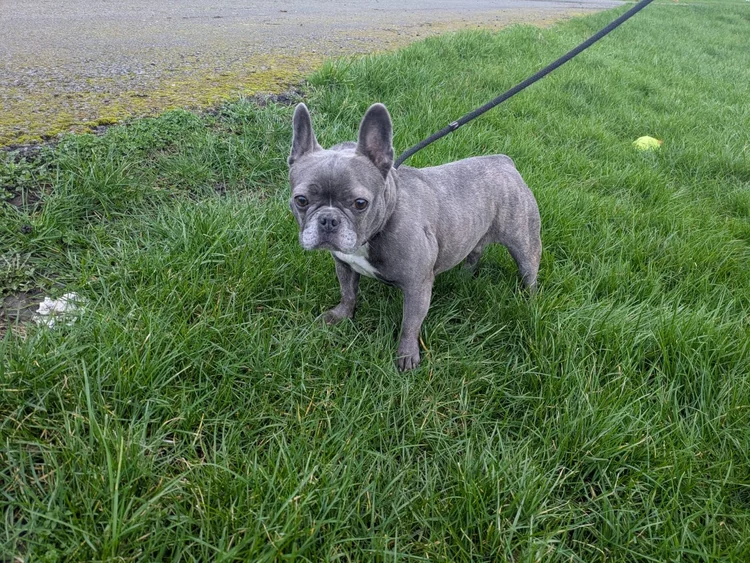 Cali, a 8 years old female Bulldog available for adoption from SARA in North Yorkshire