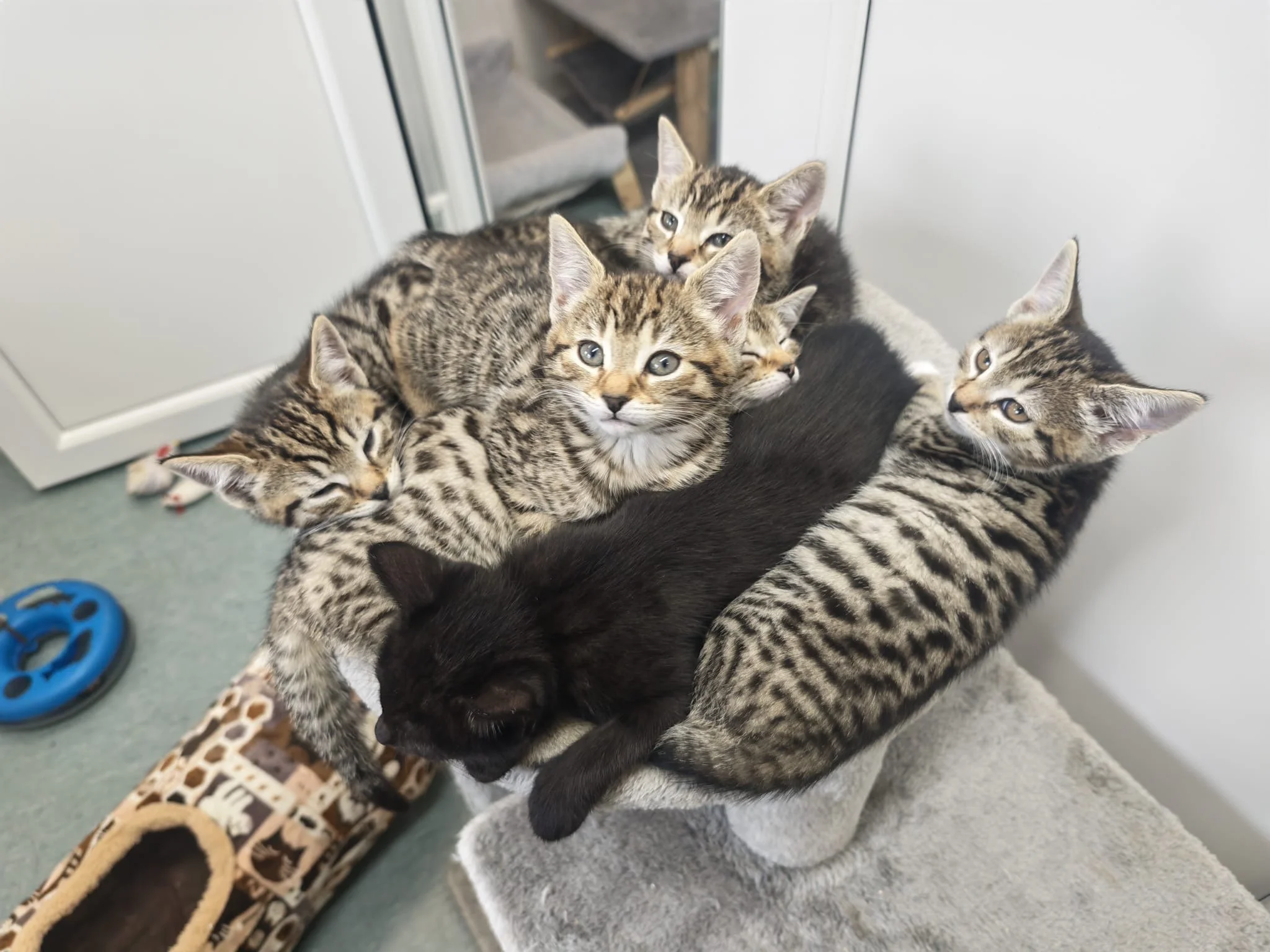 Asia, Topcat, Benny, Finch.