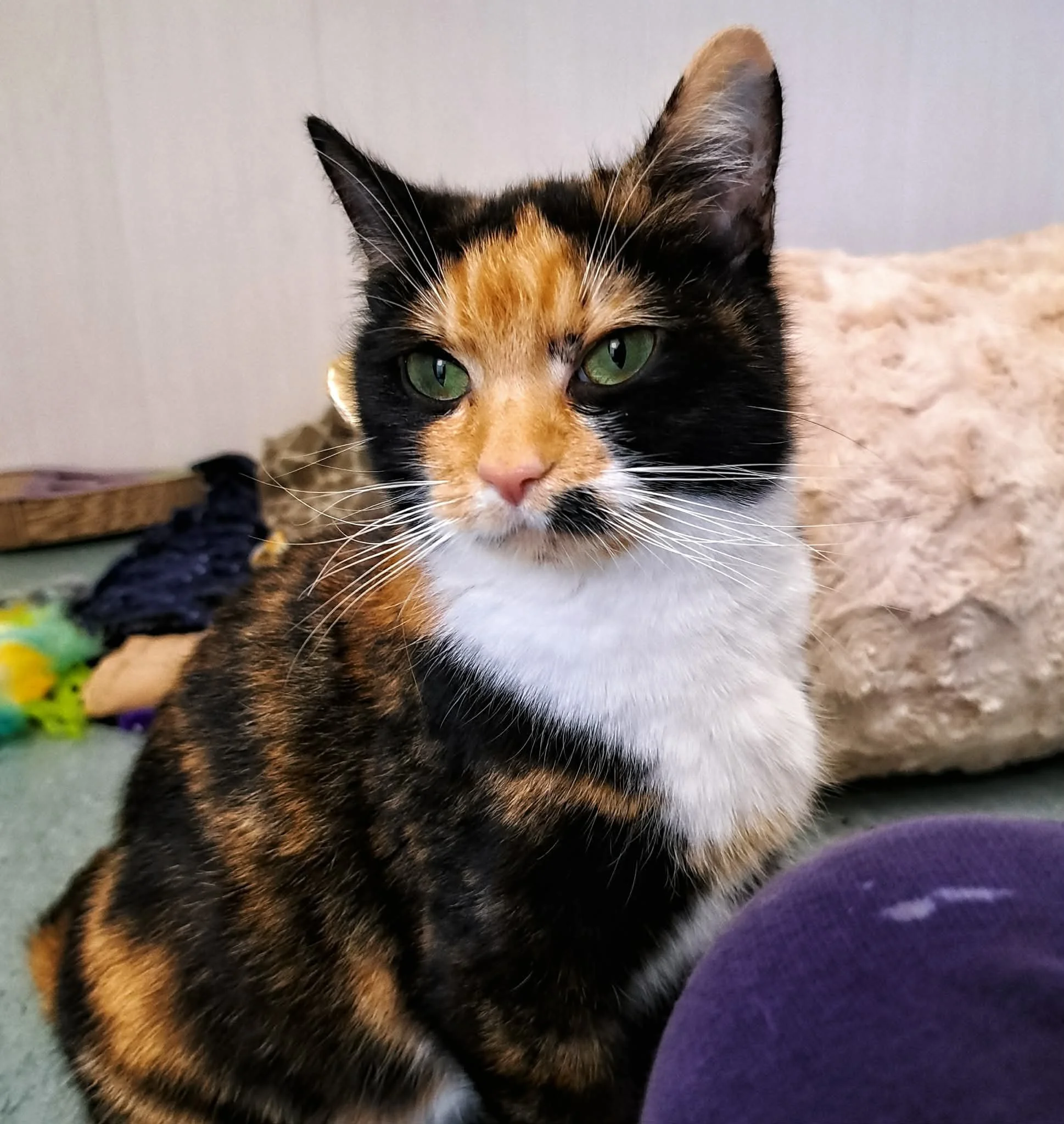 Sweetie - Reserved