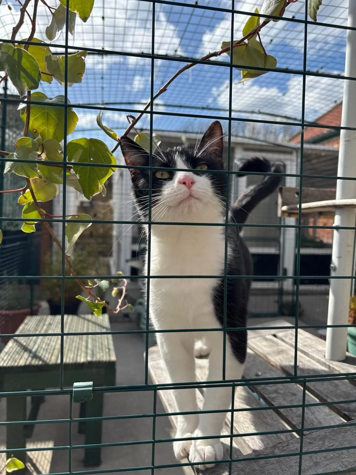 Felix - out-on-trial