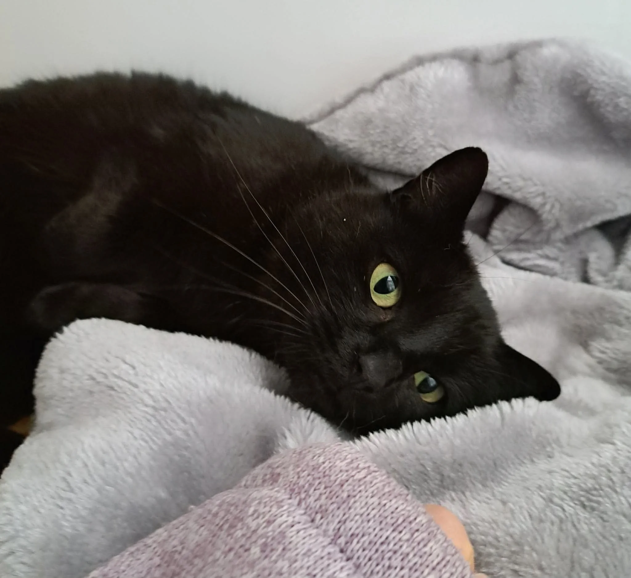 Mishka - Reserved