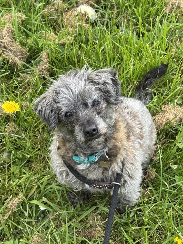Molly, a 10 years old female Jack Russell Terrier X Poodle available for adoption from SARA in North Yorkshire