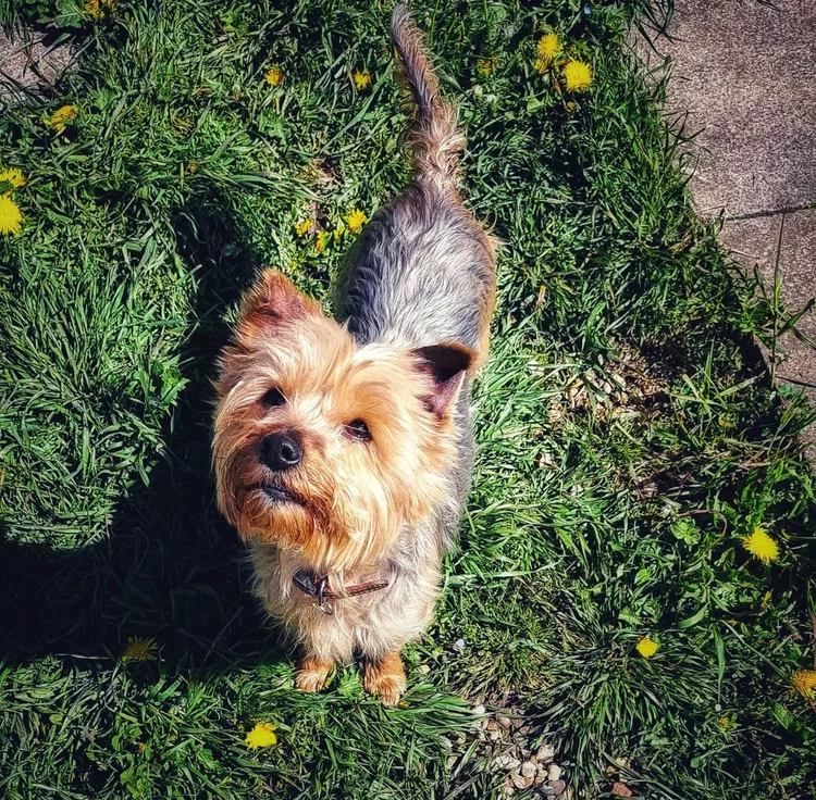 Tilly, a 5 years old unknown Yorkshire Terrier available for adoption from SARA in North Yorkshire