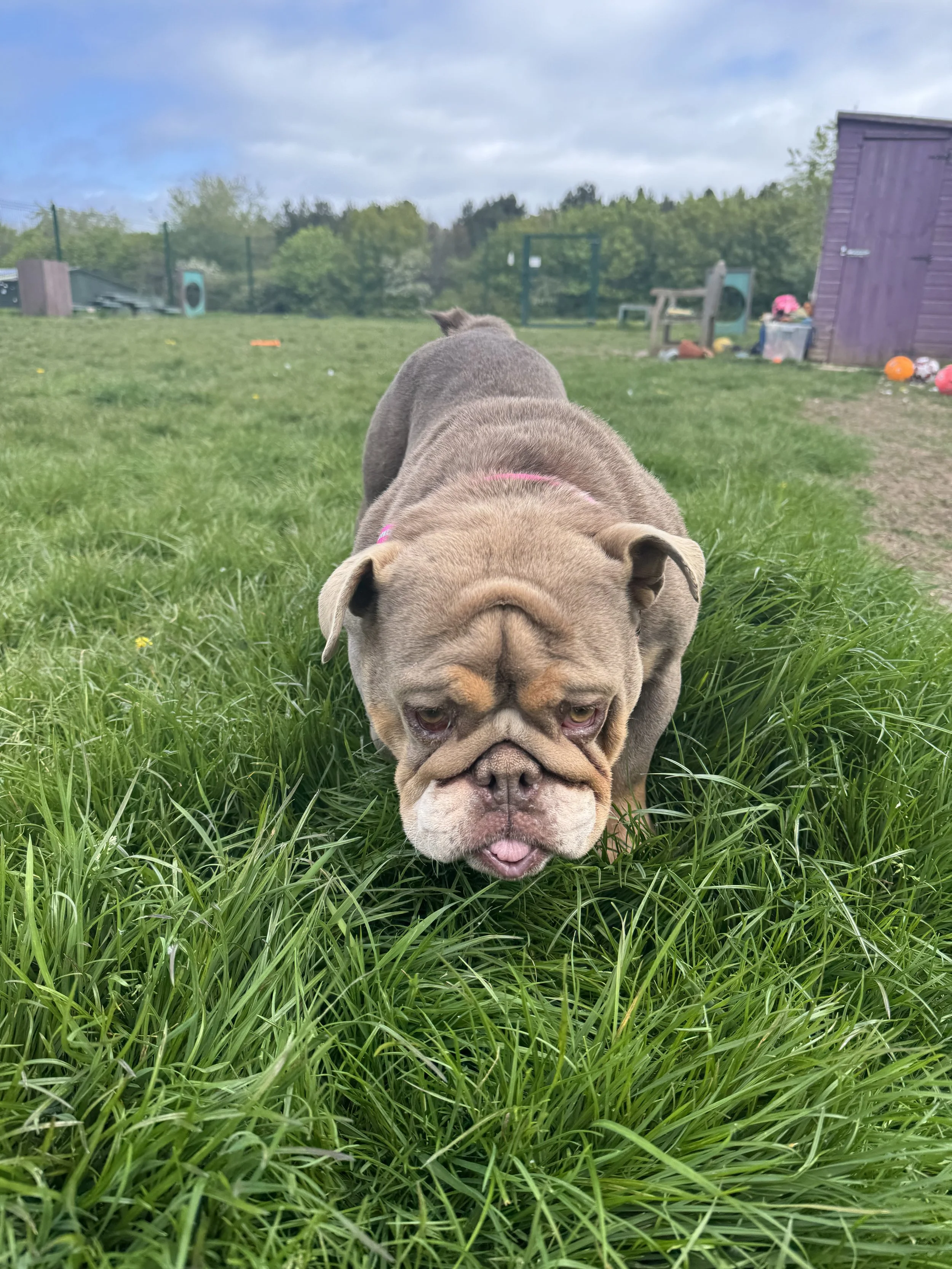 Tallulah - Reserved