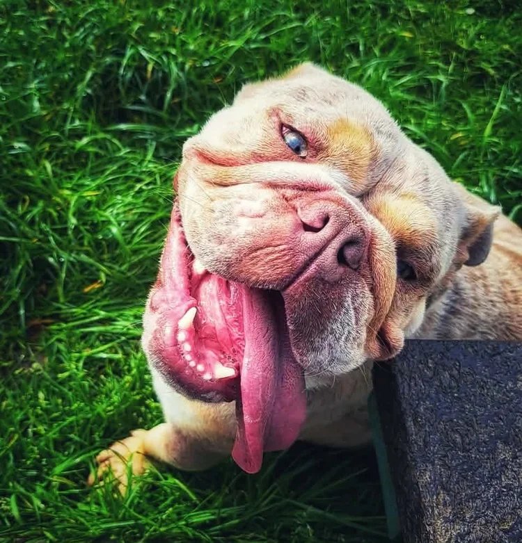 Bonnie, a 12 years old female Bulldog available for adoption from SARA in North Yorkshire
