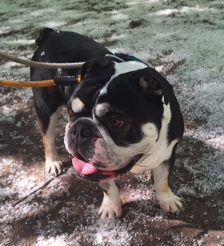 Jett, a 15 years old male Bulldog available for adoption from SARA in North Yorkshire