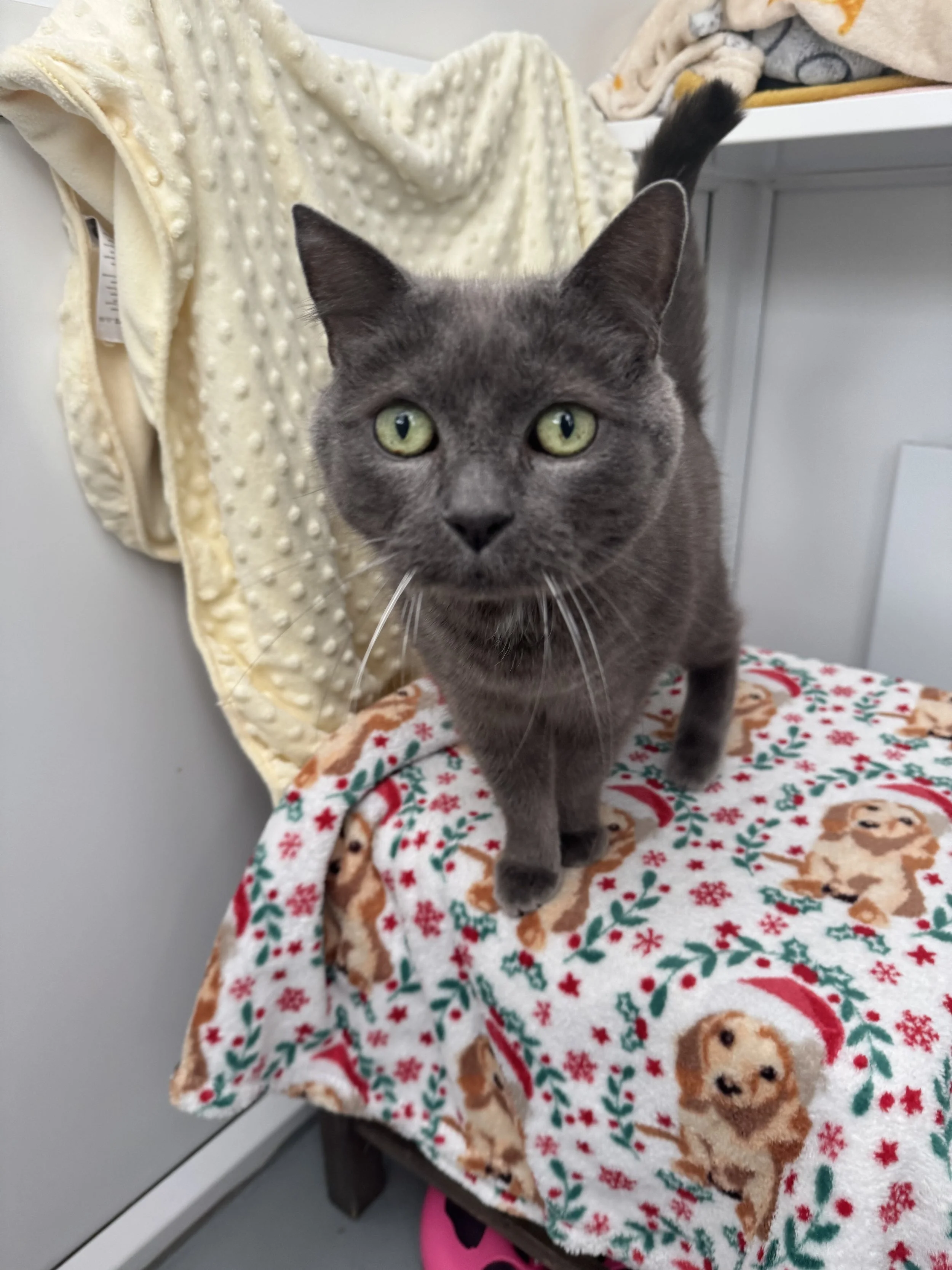 Smokey - Adopted