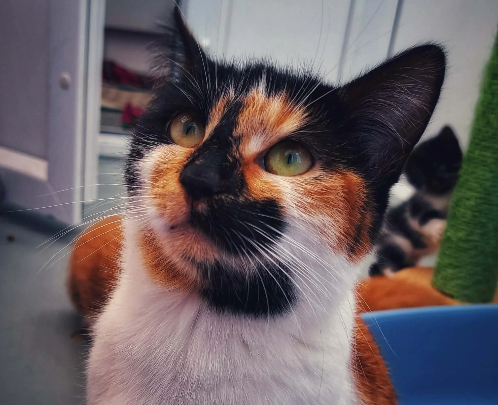 Daisy