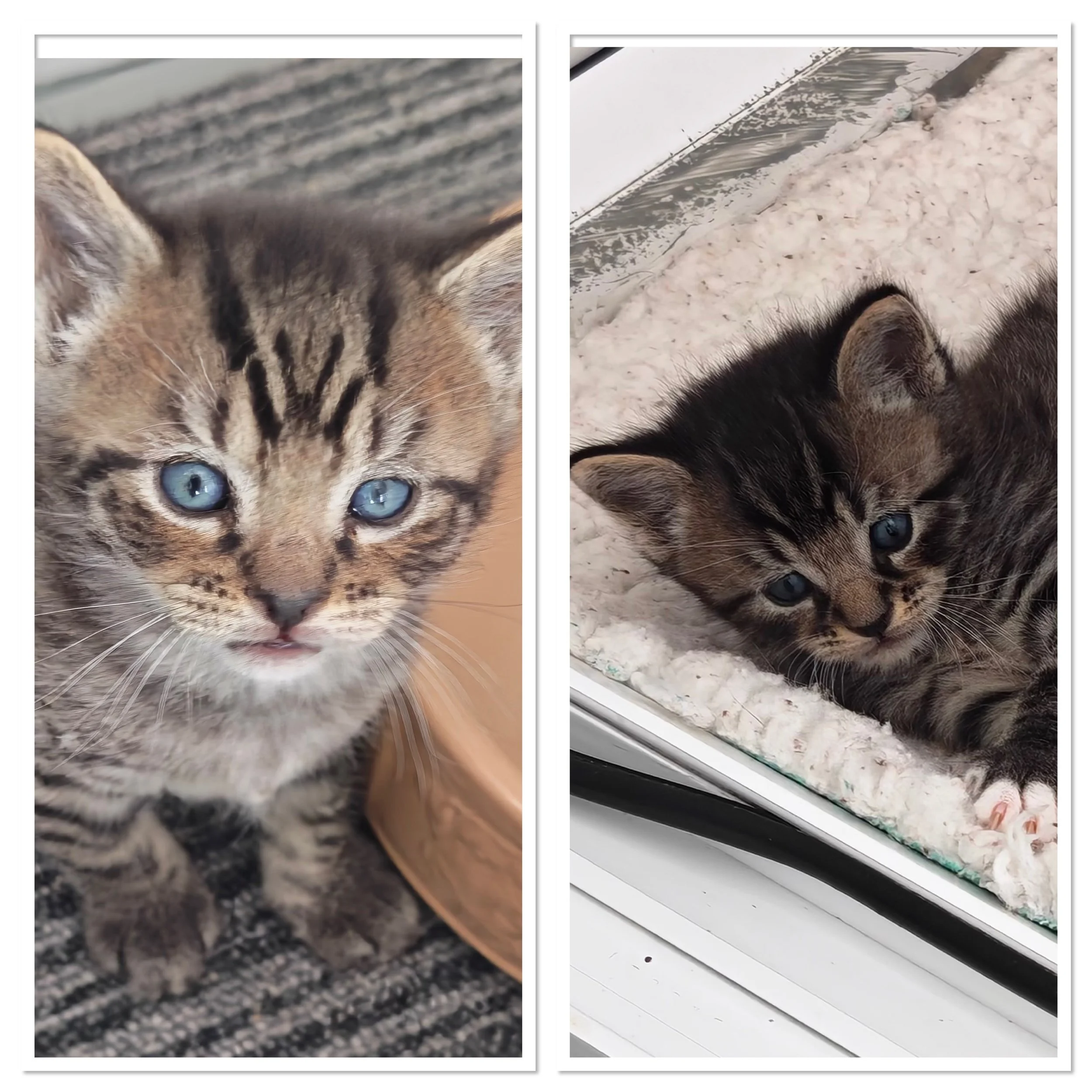 Razzle &amp; Ripley