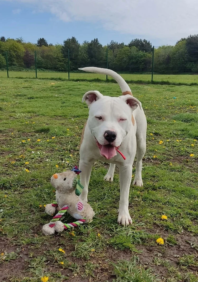 Bowser, a 1 year old male Bulldog available for adoption from SARA in North Yorkshire