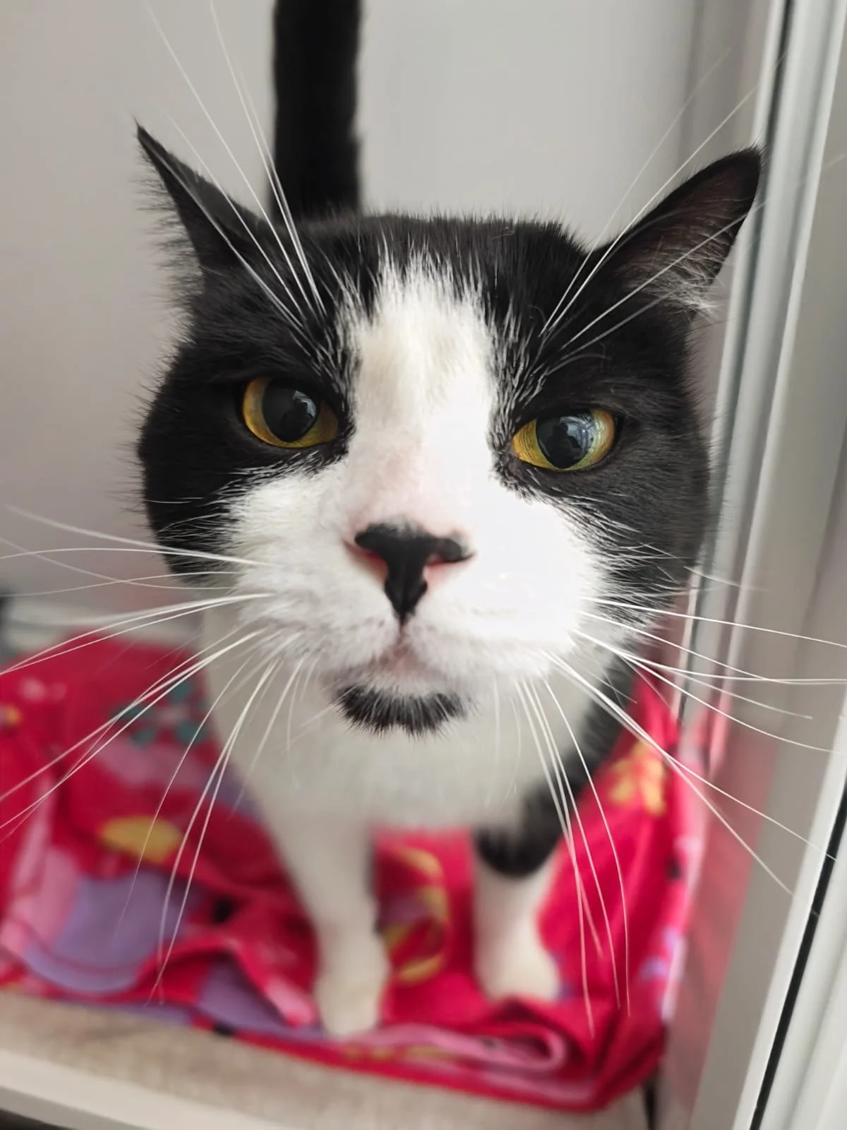 Sooty