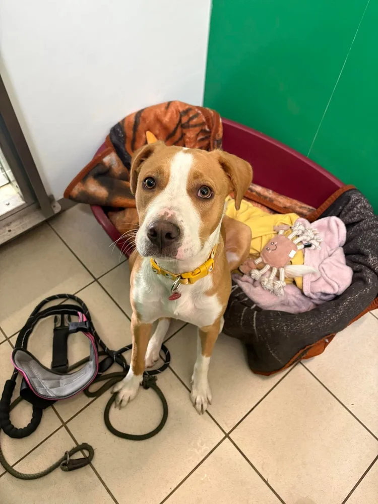 Darla, a 12 years old female Unknown available for adoption from SARA in North Yorkshire