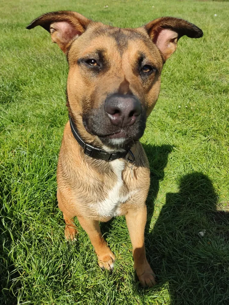 Bruce, a 1 year old male Belgian Malinois available for adoption from SARA in North Yorkshire