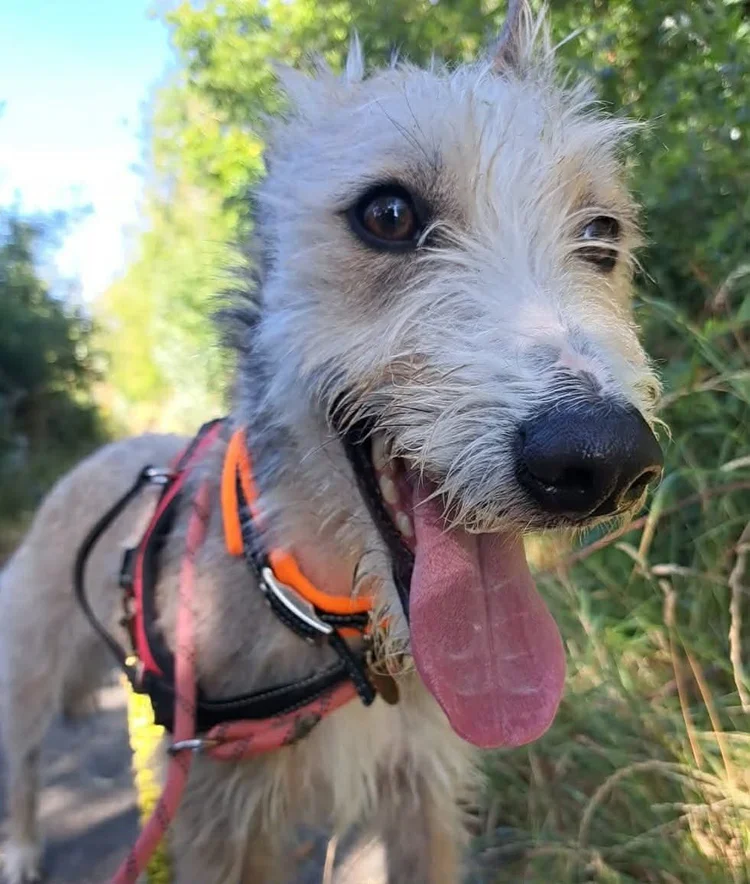 Monty, a 12 years old male Lurcher available for adoption from SARA in North Yorkshire