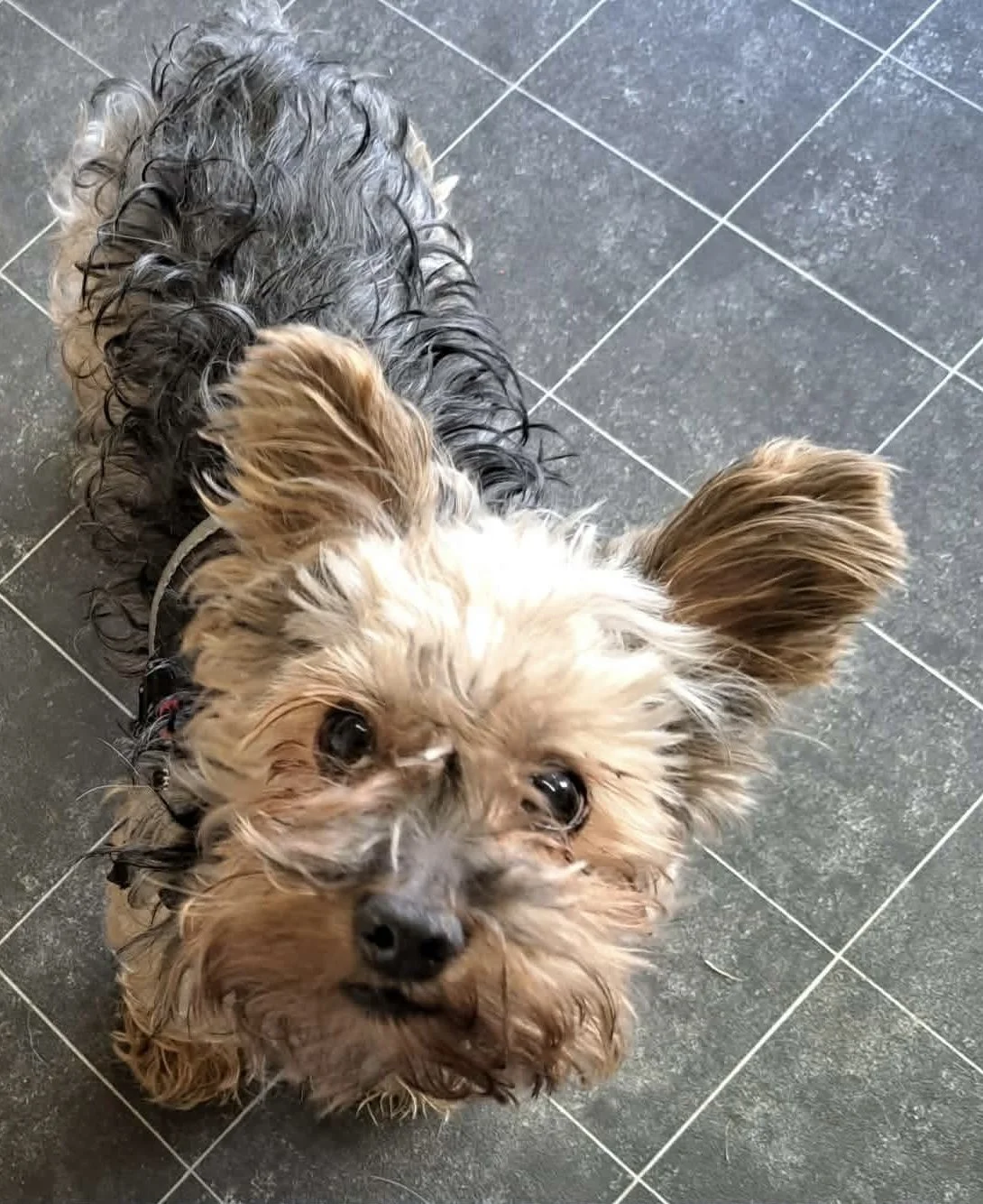 Teddy Bear - Reserved