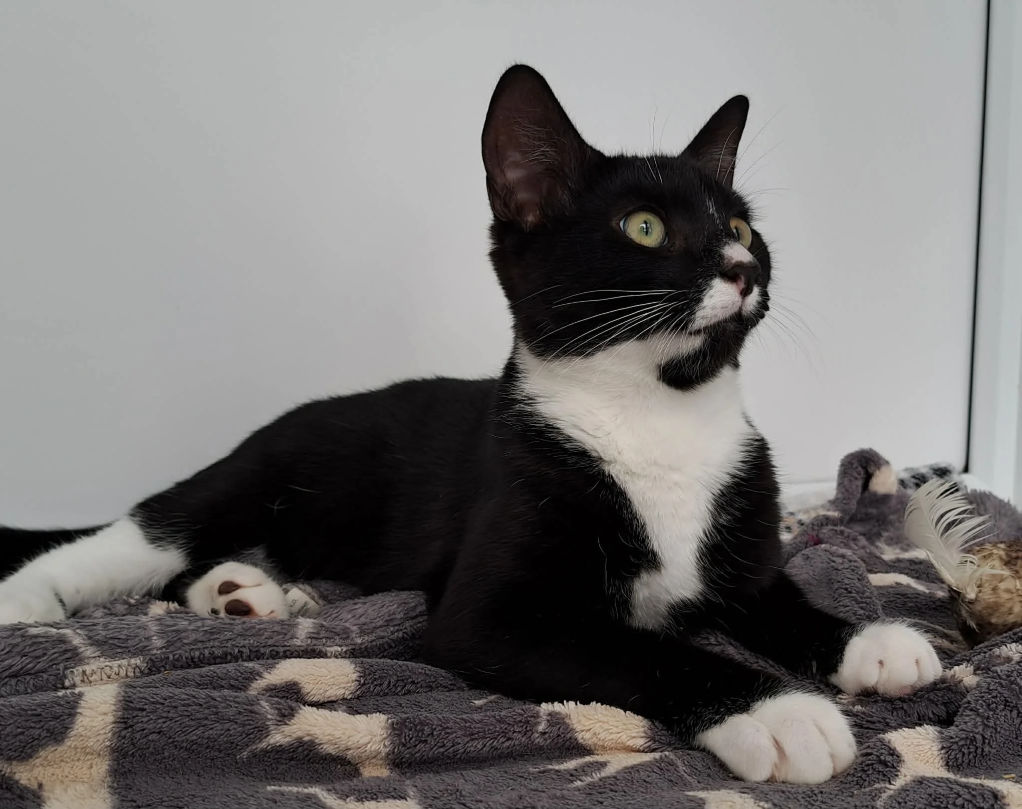 Biscuit - Reserved