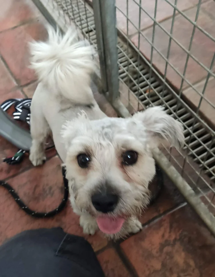 Momo, a 8 months old male Crossbreed available for adoption from SARA in North Yorkshire