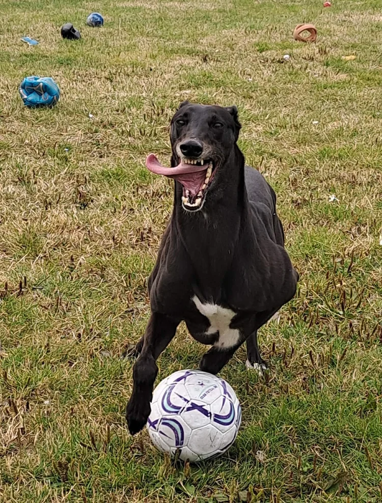Crouton, a 10 years old female Greyhound available for adoption from SARA in North Yorkshire