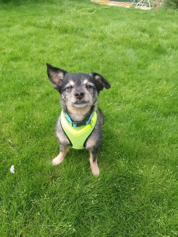 Roly, a 12 years old female Crossbreed available for adoption from SARA in North Yorkshire