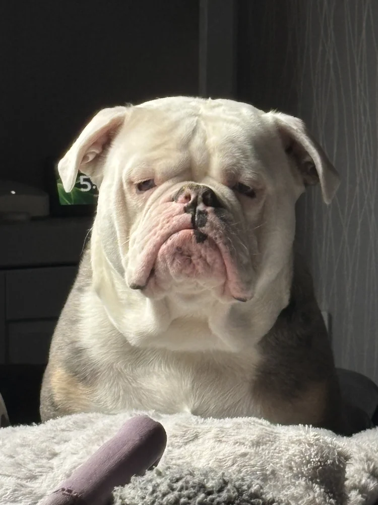Mrpotato, a 5 years old female Bulldog available for adoption from SARA in North Yorkshire