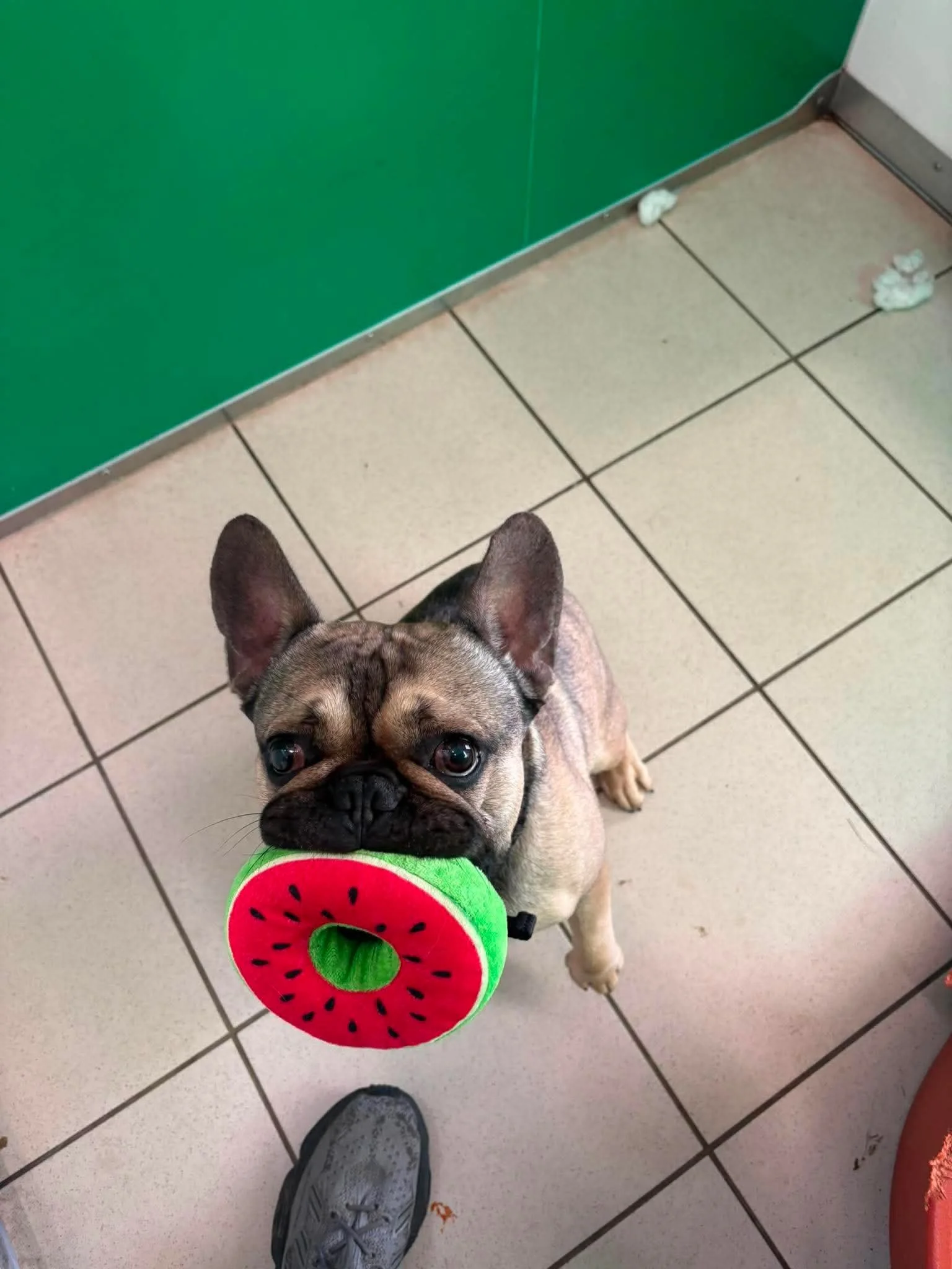 Frankie