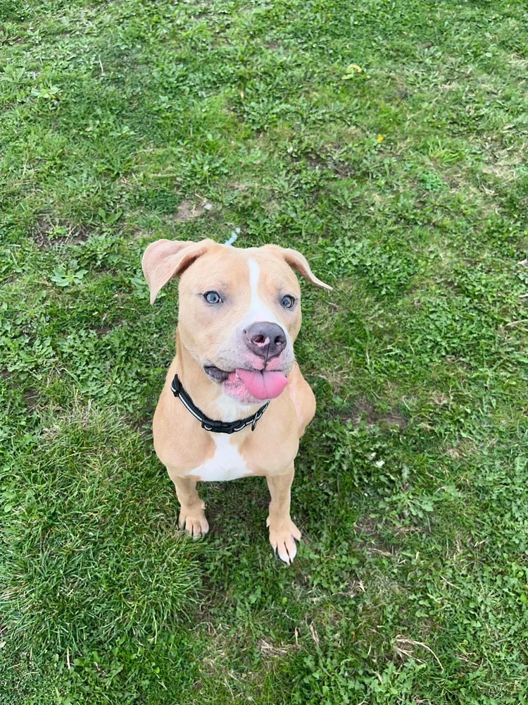 Luca, a 8 months old male Staffordshire Bull Terrier X available for adoption from SARA in North Yorkshire