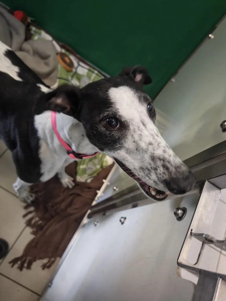 Myla, a 10 years old female Greyhound available for adoption from SARA in North Yorkshire