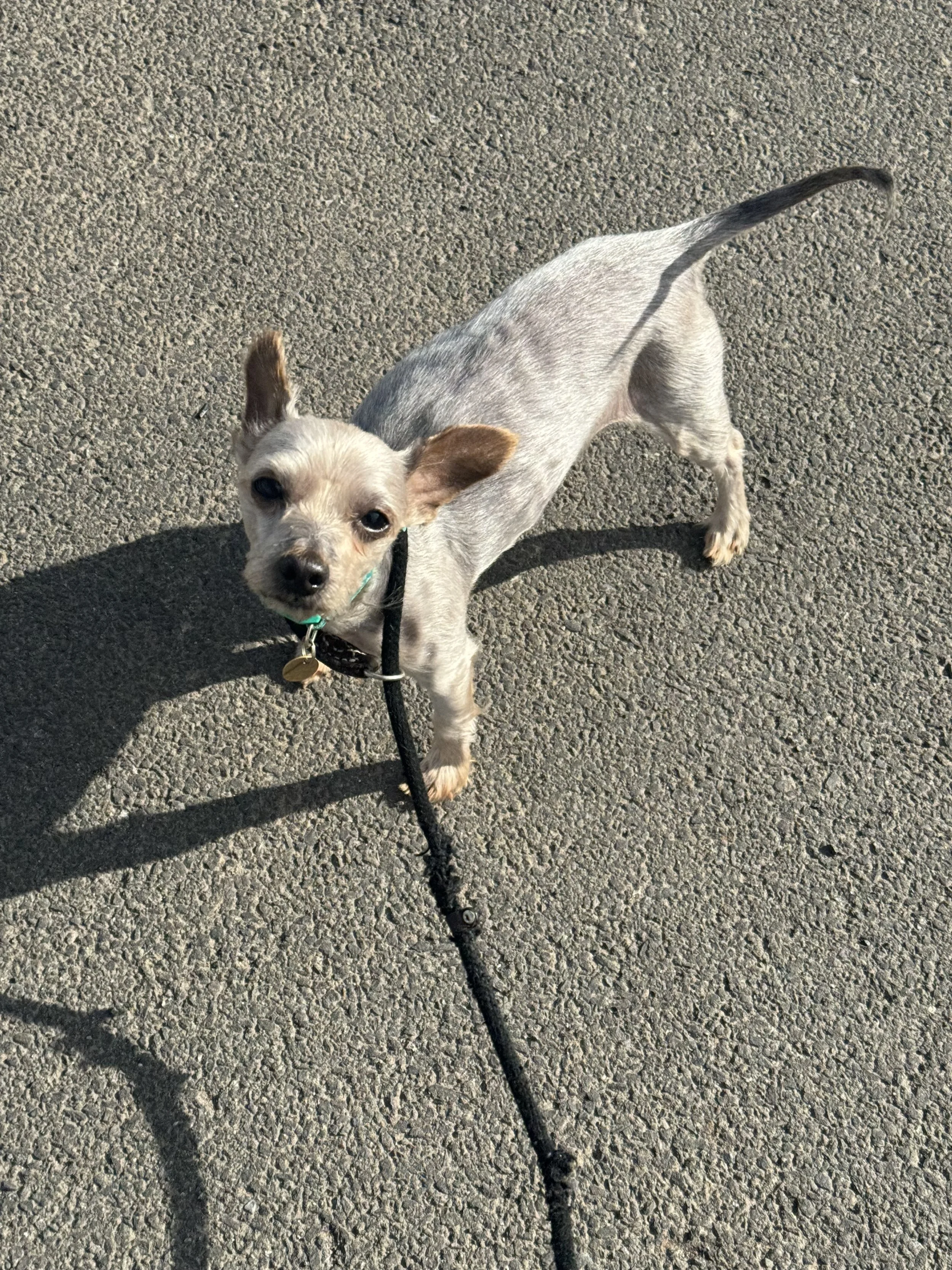 Long Term Foster Needed For Benji - Reserved