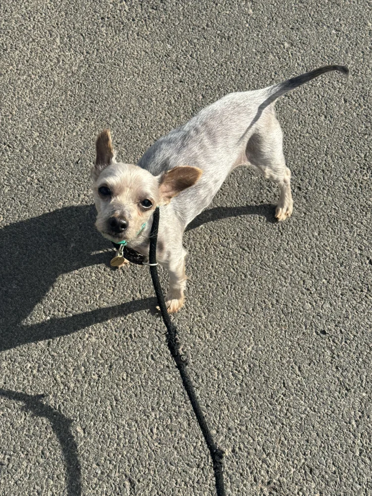 Benji, a 9 years old male Yorkshire Terrier available for adoption from SARA in North Yorkshire