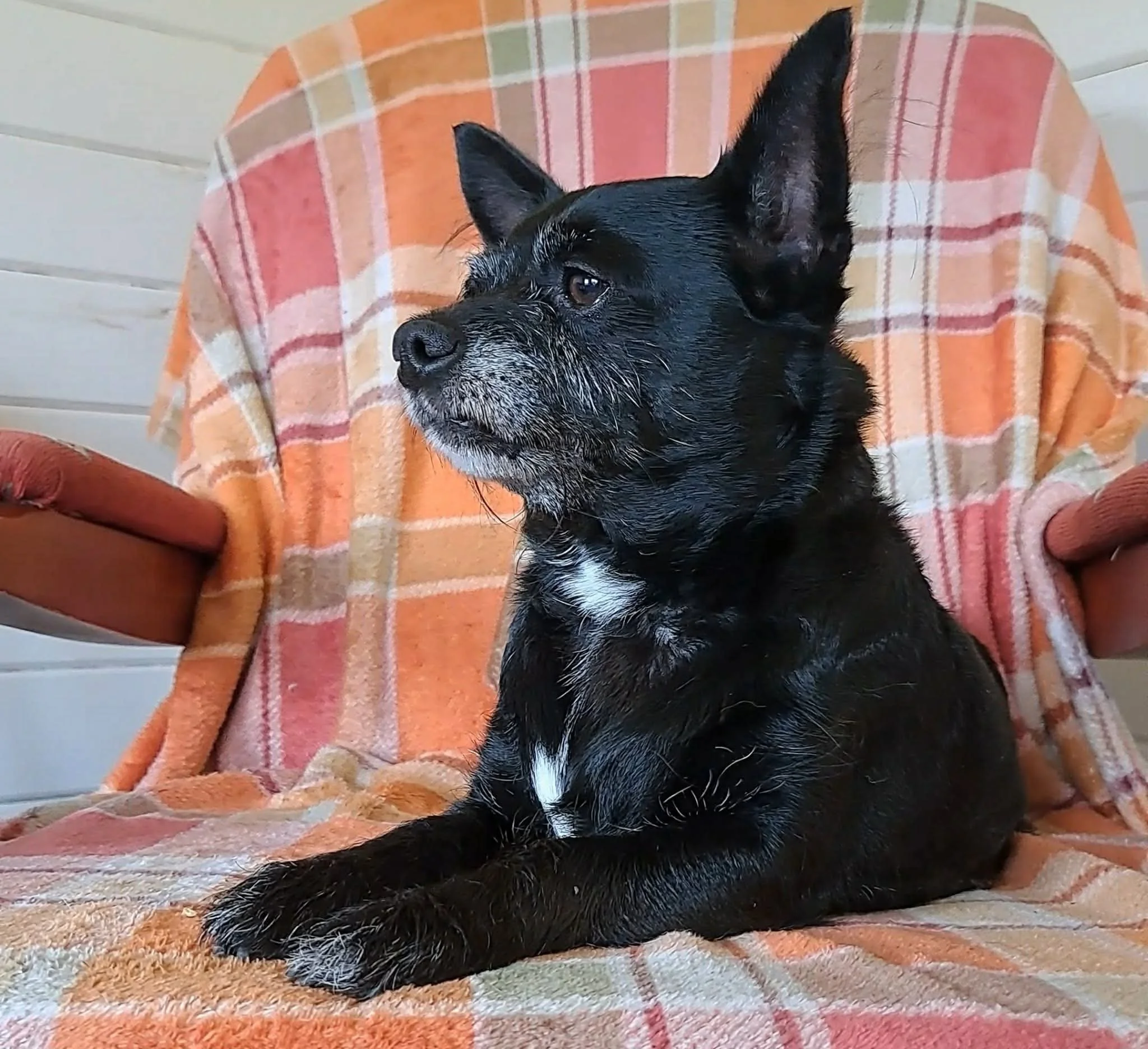 Daisy