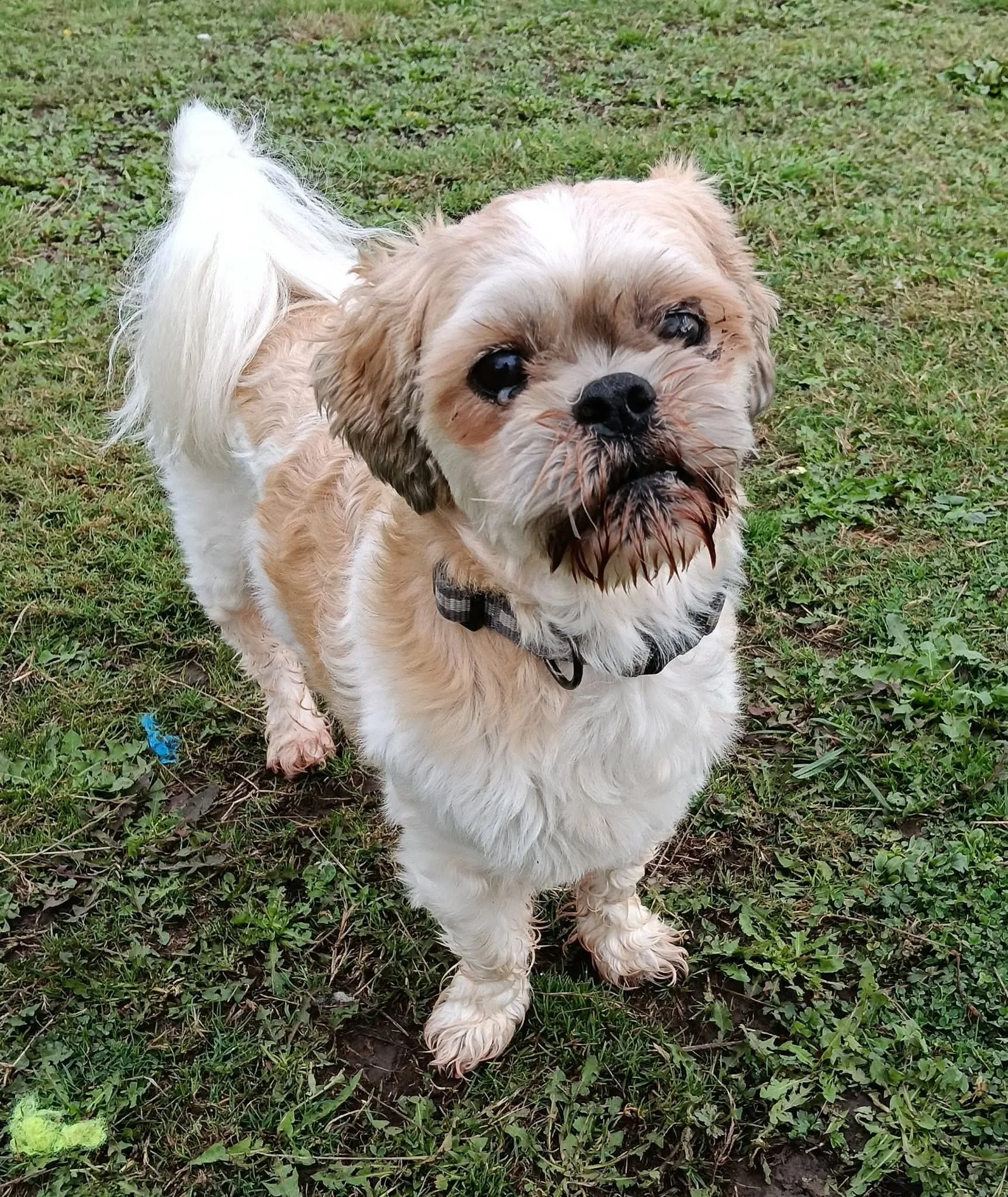 Milo
