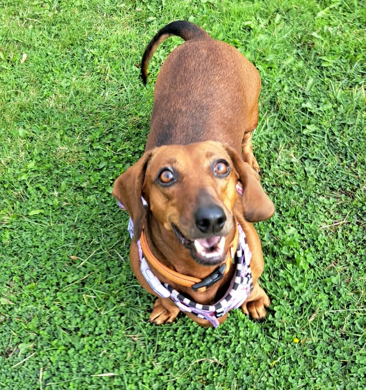 Dotty, a 7 years old female Dachshund available for adoption from SARA in North Yorkshire