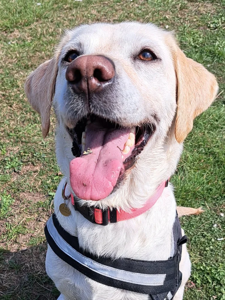 Elsa, a 6 years old female Labrador available for adoption from SARA in North Yorkshire