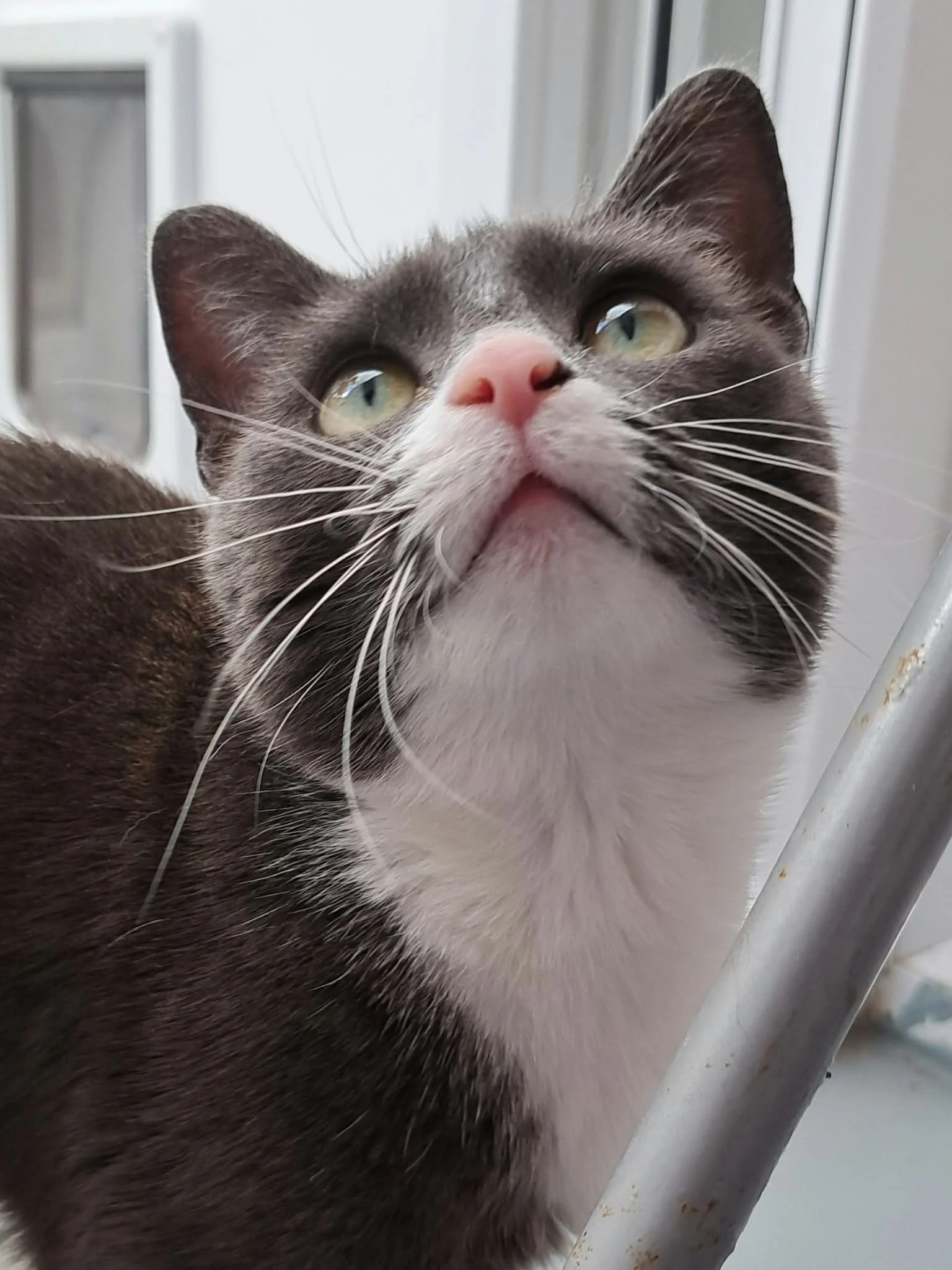 Sox