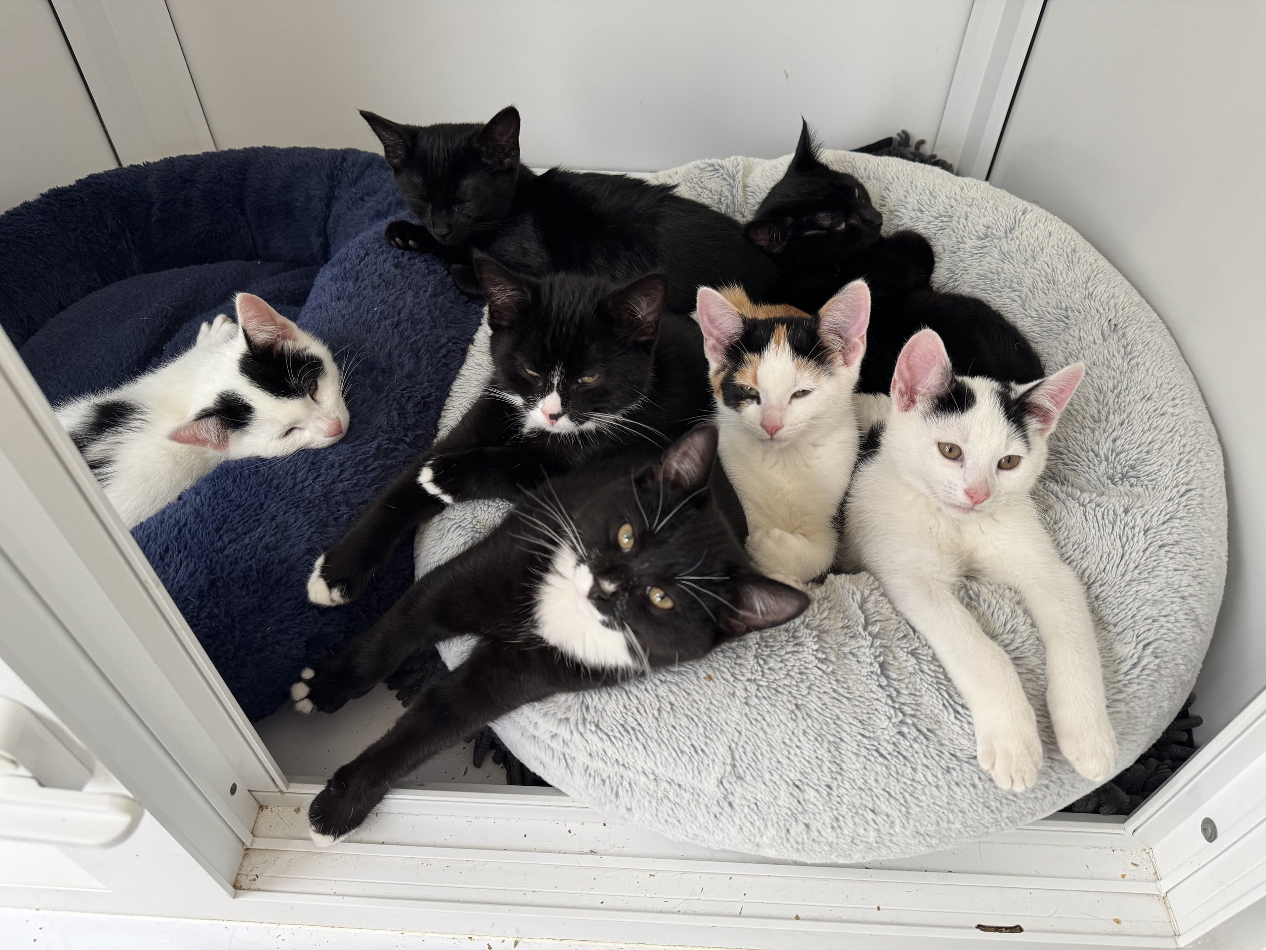 Litter of 8 kitties (only 7 wanted their pic taken)