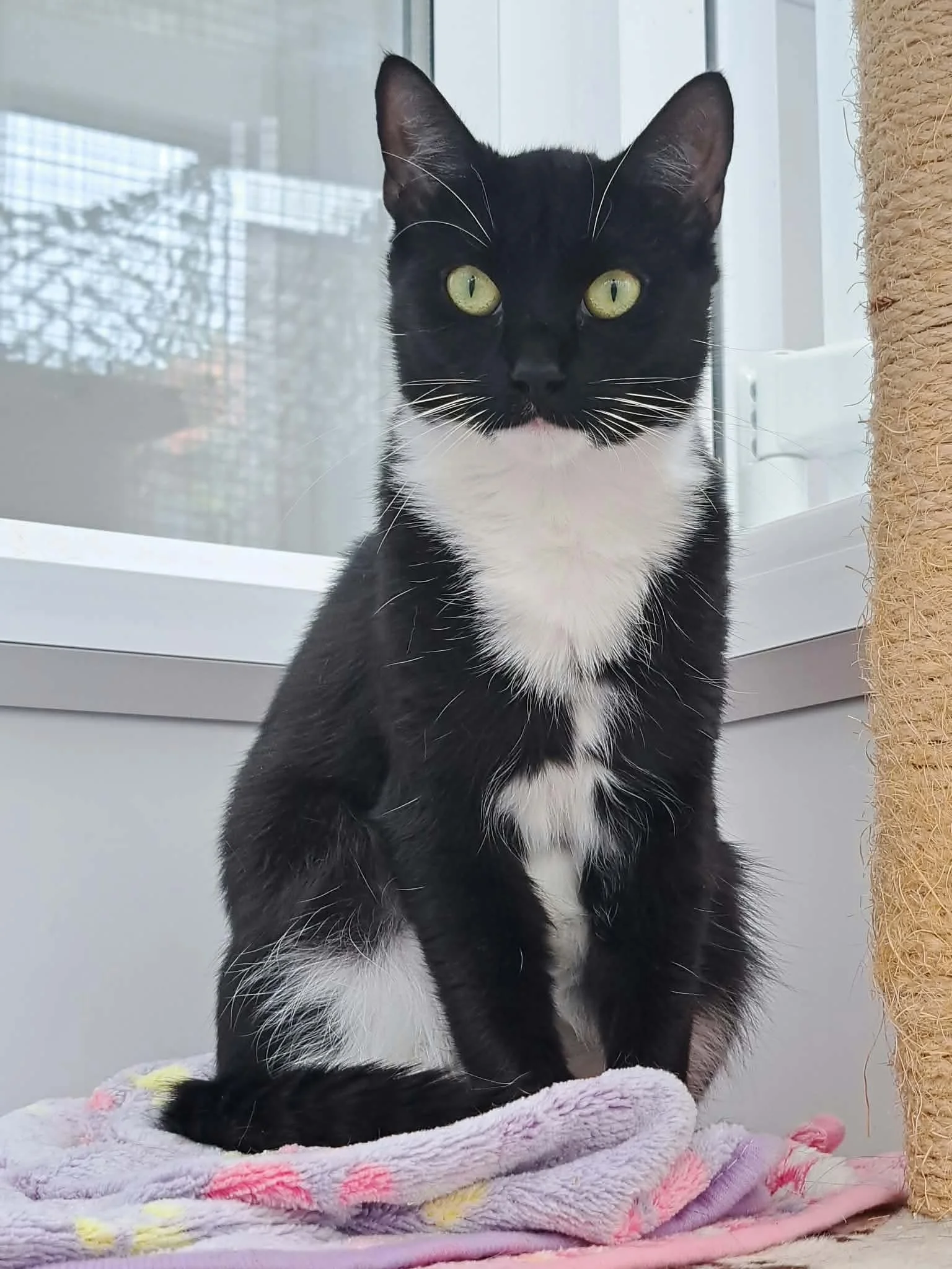 Nellie - Reserved