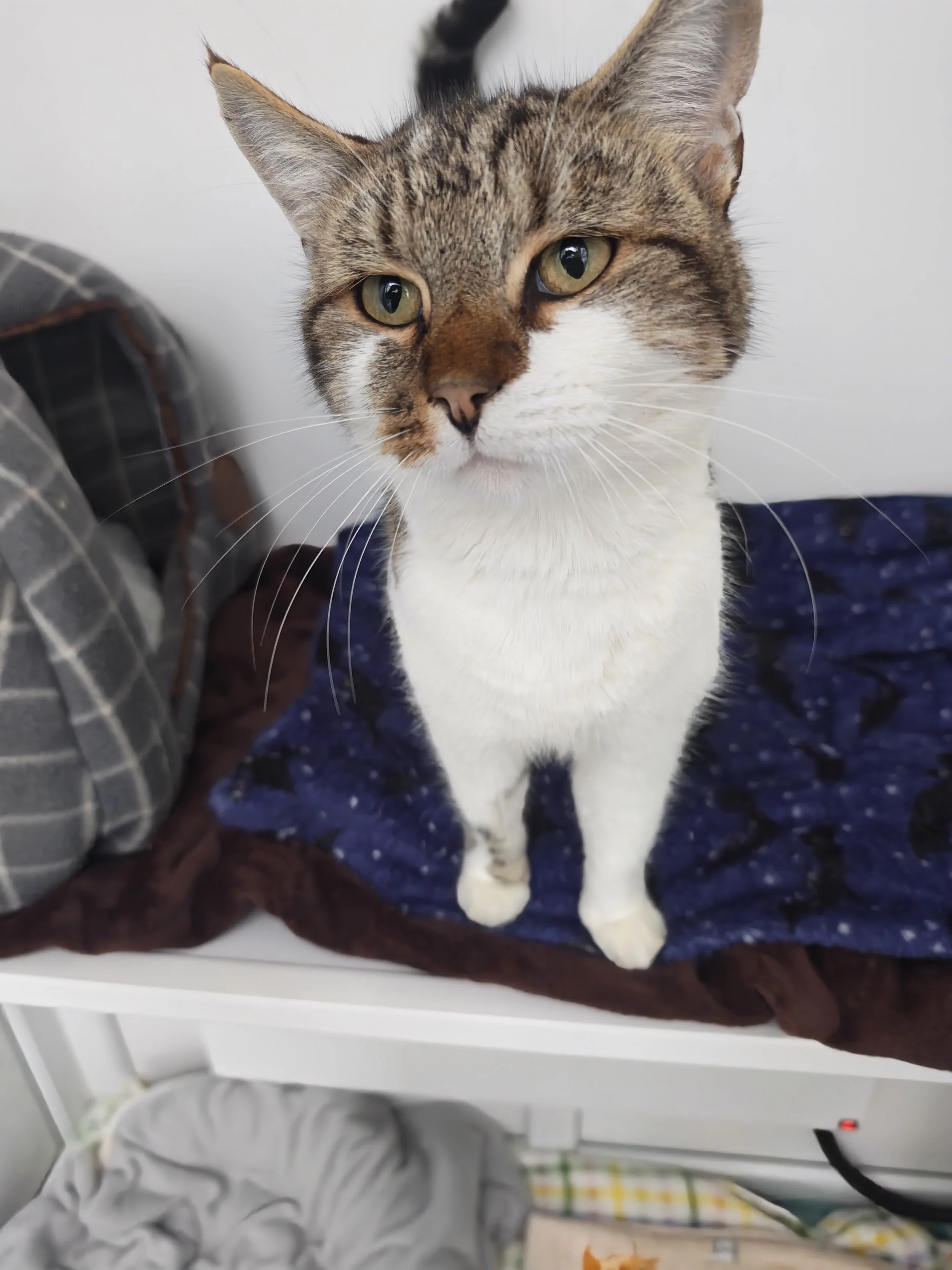 Sputnik