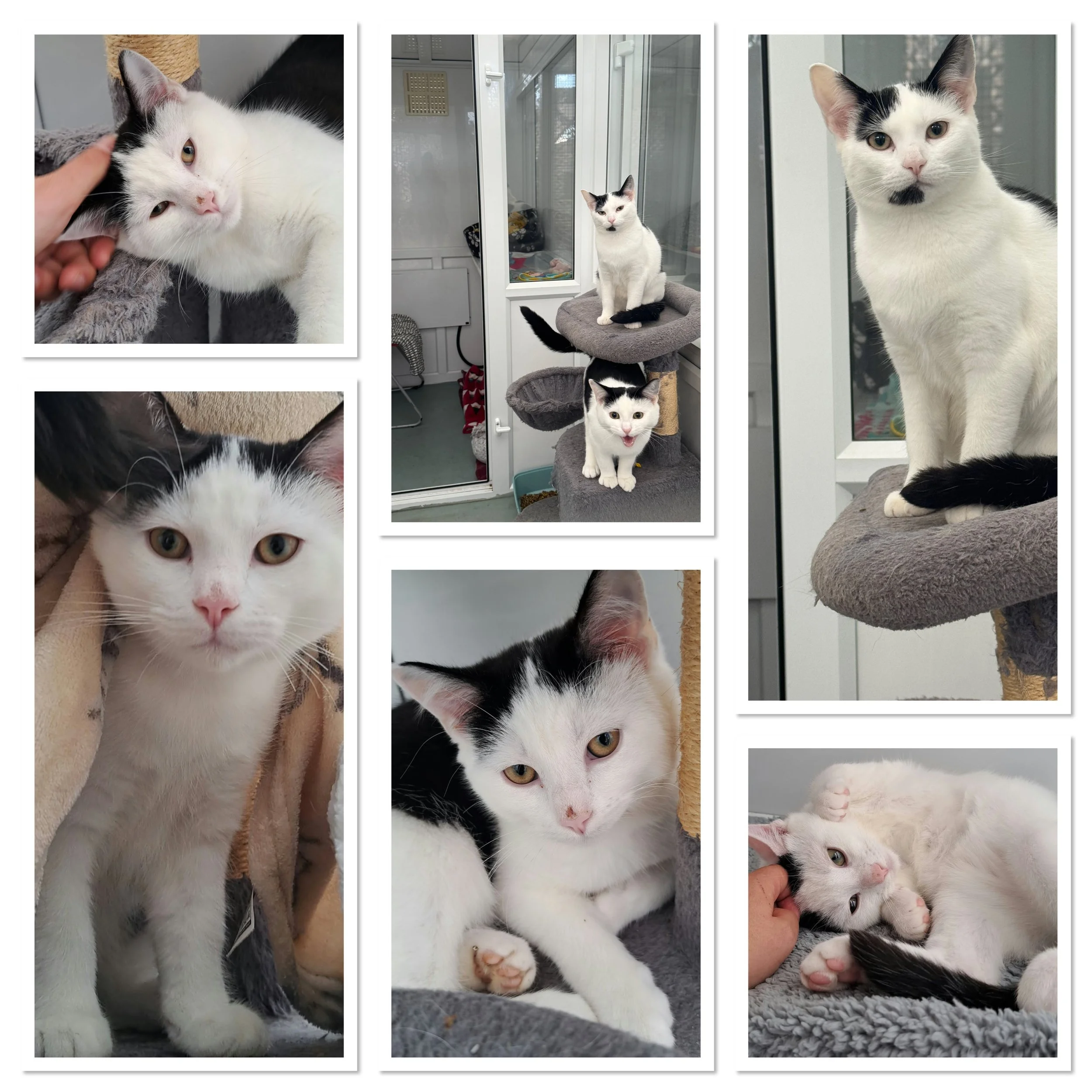Kane &amp; Dixie - Adopted