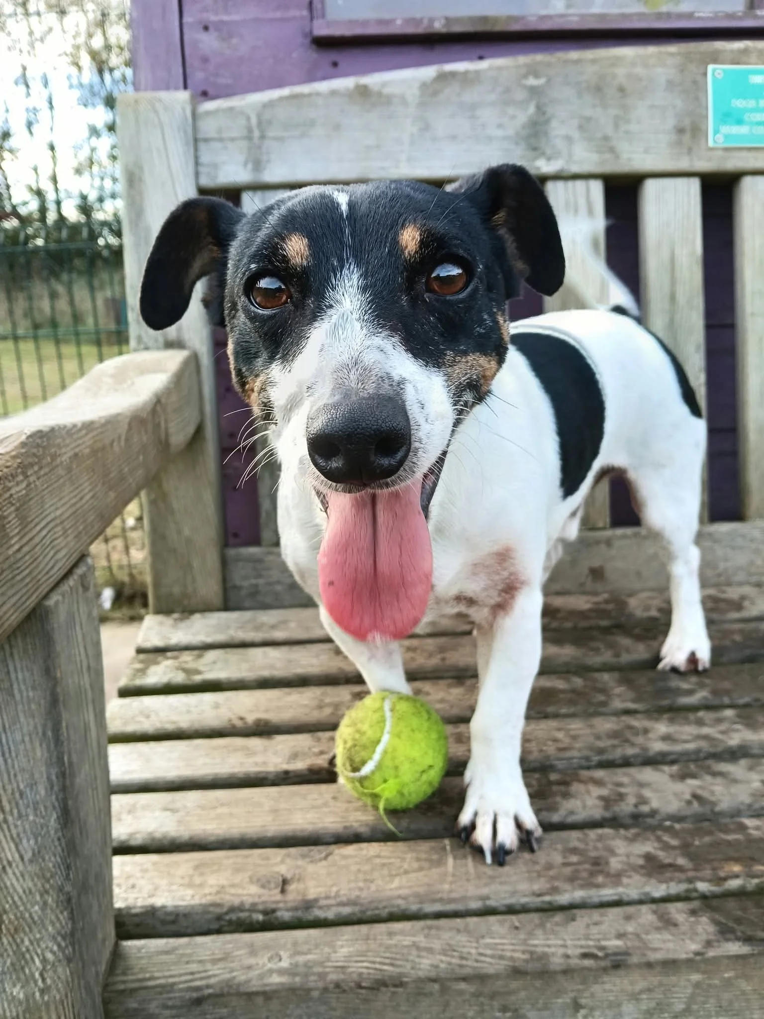 Dash - Adopted