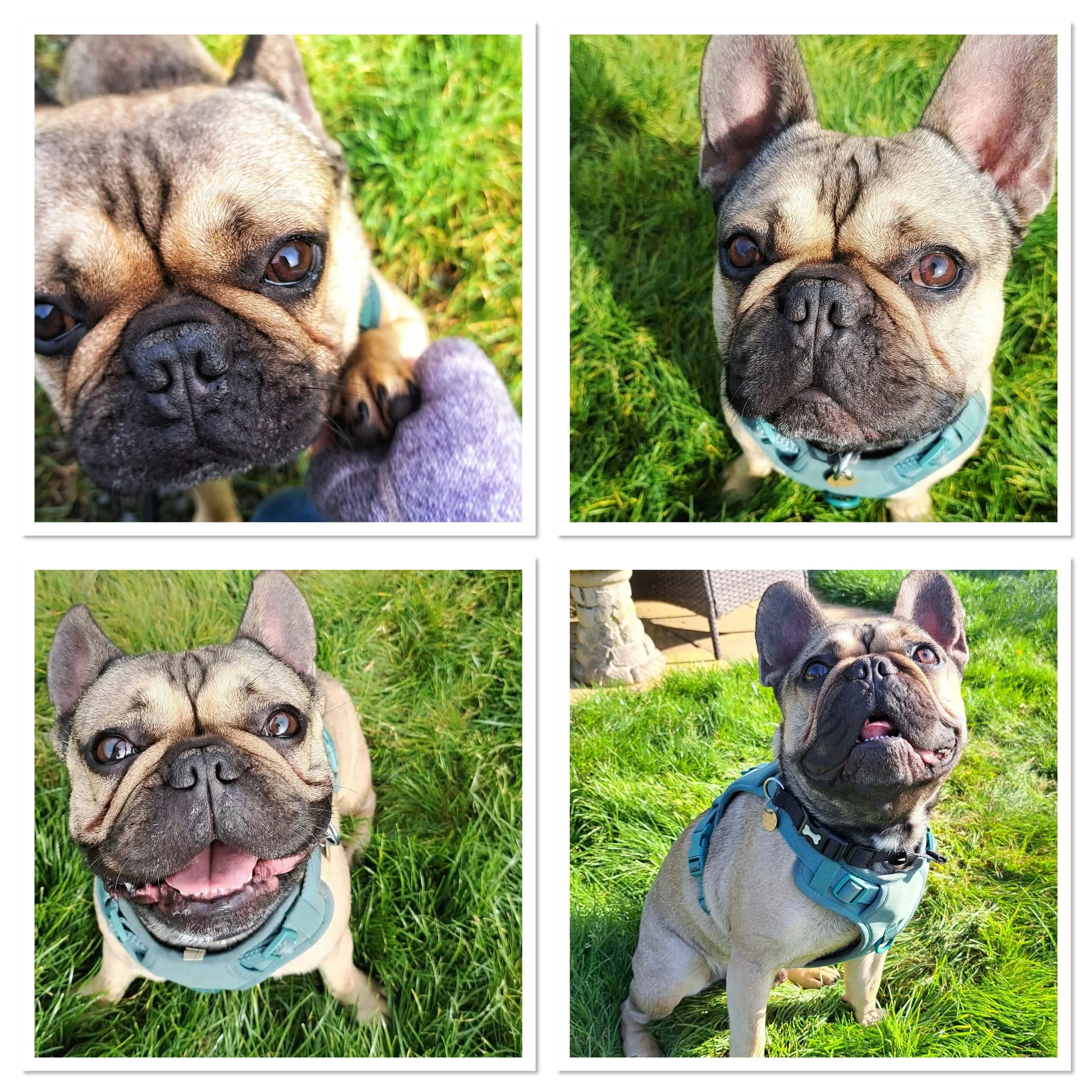 Frankie - Reserved