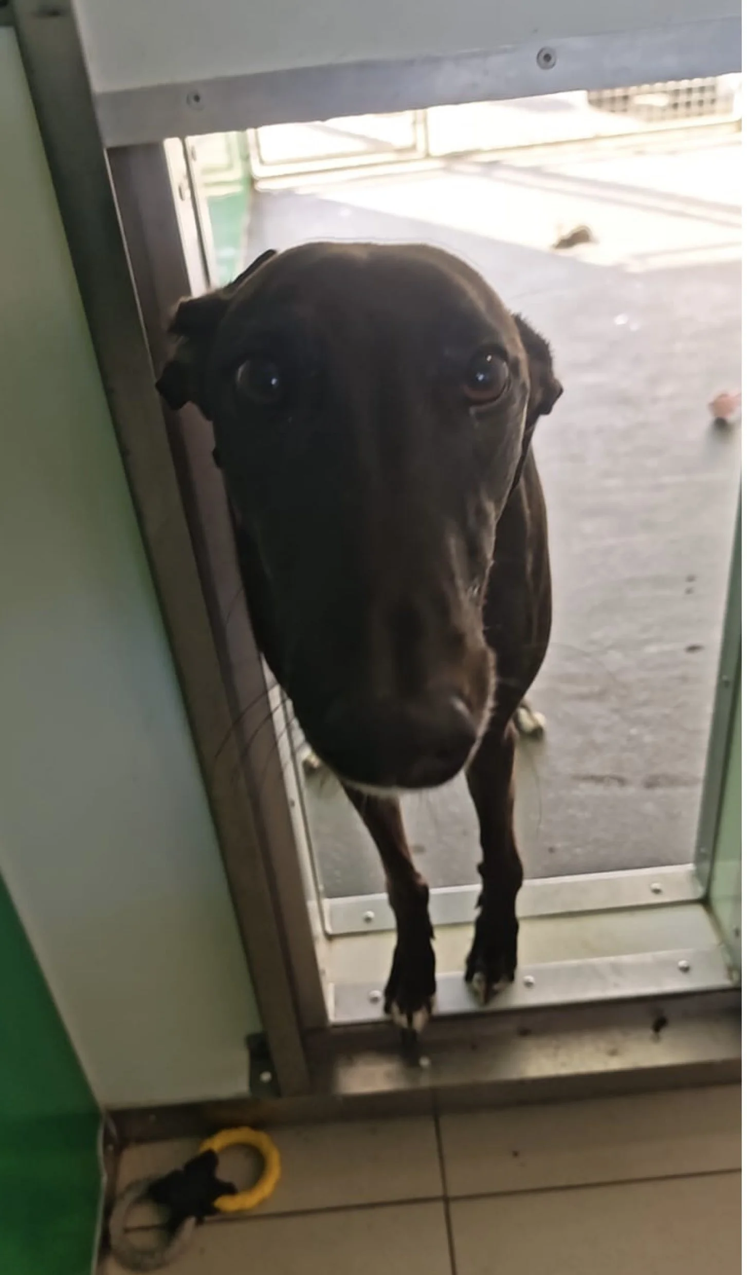 Buck 