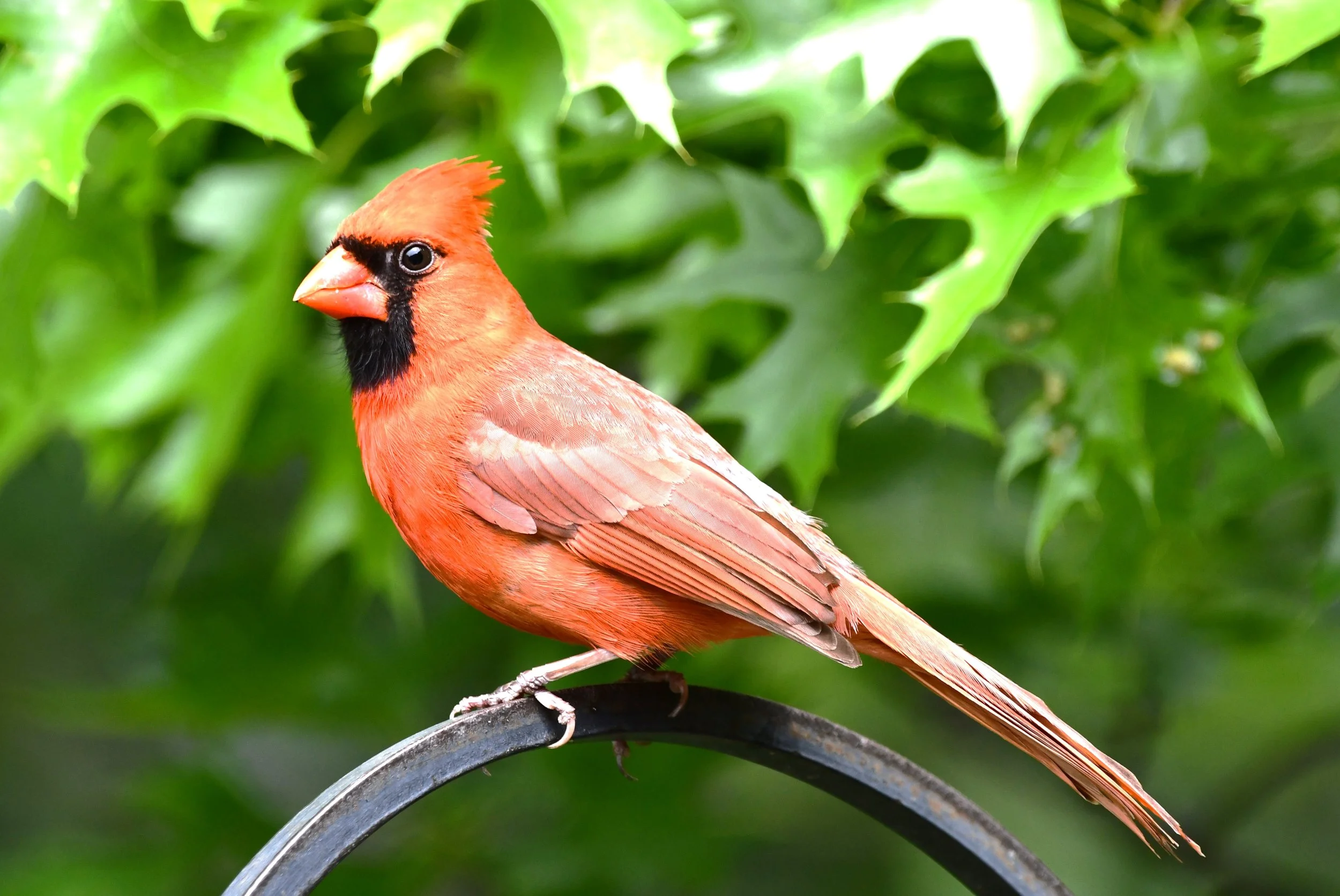 DSC_2565.JPG