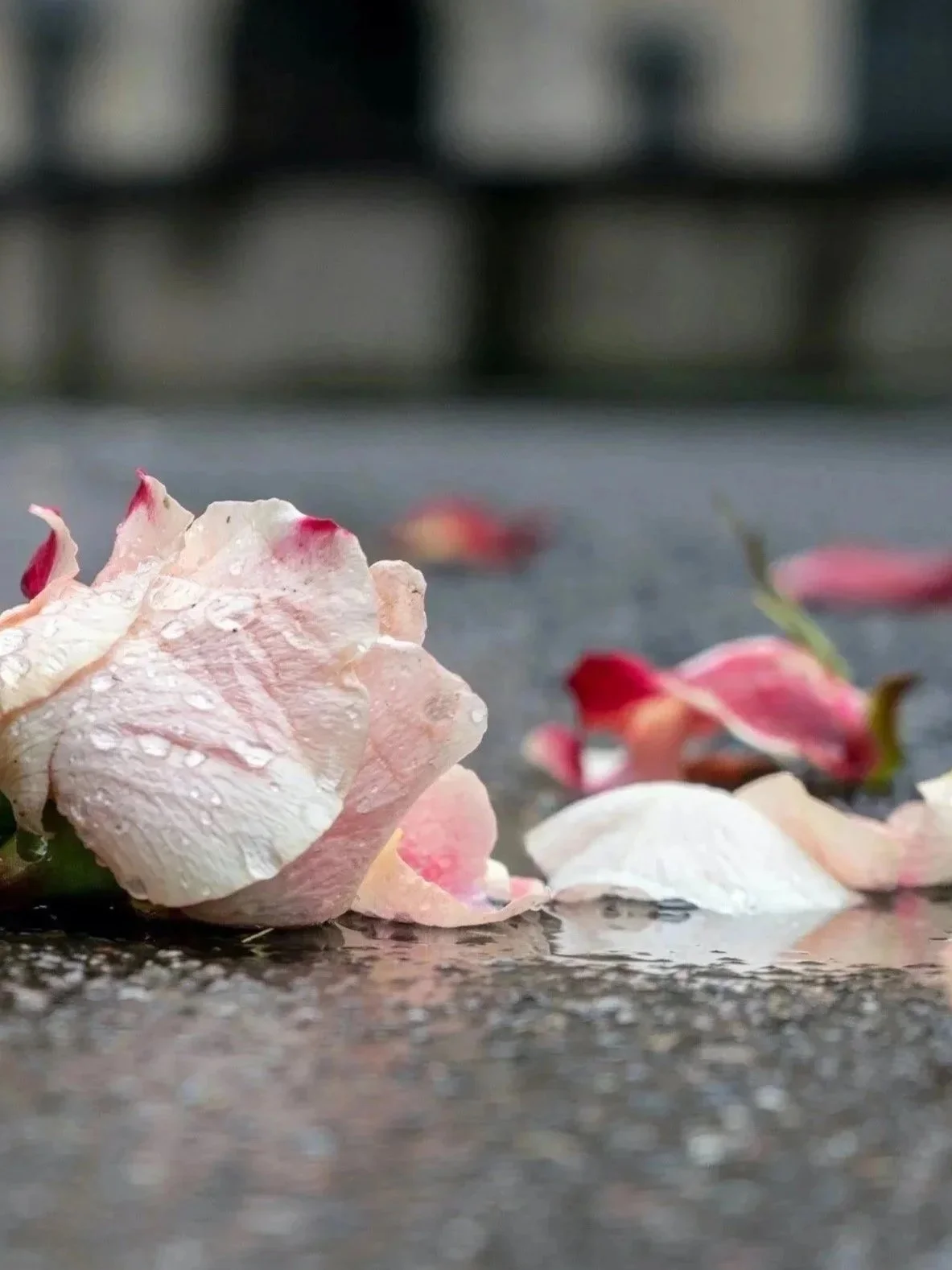 Close-up of pink and white rose petals on wet pavement with blurred background.