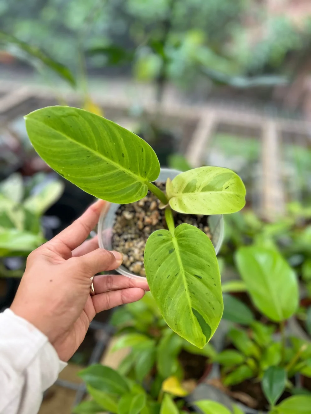Philodendron ruaysap variegated, Free Shipping / Christina08Garden | On  Sale  Christina's Tropical Garden